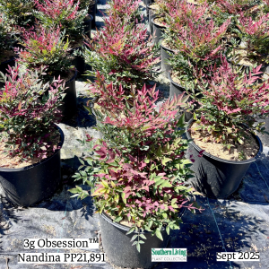 September 2025 3g Obsession Nandina Group Website